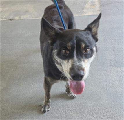 Shelter Stray Male Dog last seen , 600 Aviation Dr, Camarillo, CA 93010, USA