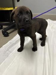 Shelter Stray Female Dog last seen Near BLOCK TIMBER MESA ST, LAS VEGAS NV 89139, 655 N Mojave Rd, Las Vegas, NV 89101, USA