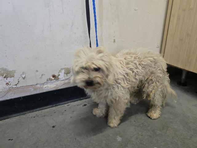 Shelter Stray Male Dog last seen , 600 Aviation Dr, Camarillo, CA 93010, USA