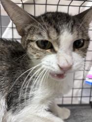 Shelter Stray Female Cat last seen Near BLOCK RECCO AVE, NORTH LAS VEGAS NV 89030, 655 N Mojave Rd, Las Vegas, NV 89101, USA
