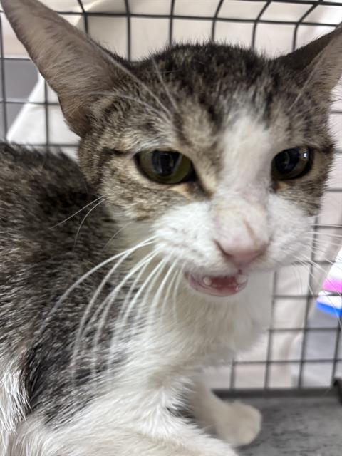 Shelter Stray Female Cat last seen Near BLOCK RECCO AVE, NORTH LAS VEGAS NV 89030, 655 N Mojave Rd, Las Vegas, NV 89101, USA
