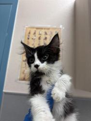 Shelter Stray Female Cat last seen BOULDER HWY & S NELLIS BLVD, 655 N Mojave Rd, Las Vegas, NV 89101, USA