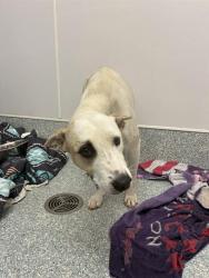 Shelter Stray Female Dog last seen , 4000 N Silverbell Rd, Tucson, AZ 85745, USA