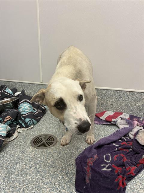 Shelter Stray Female Dog last seen , 4000 N Silverbell Rd, Tucson, AZ 85745, USA