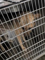 Shelter Stray Male Dog last seen , 4000 N Silverbell Rd, Tucson, AZ 85745, USA