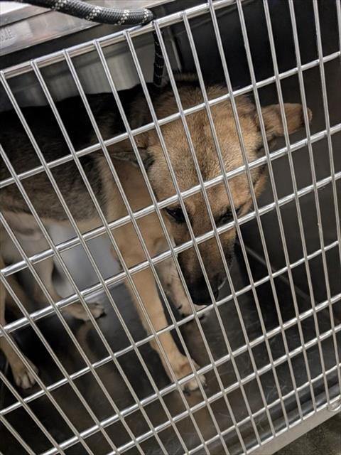 Shelter Stray Male Dog last seen , 4000 N Silverbell Rd, Tucson, AZ 85745, USA