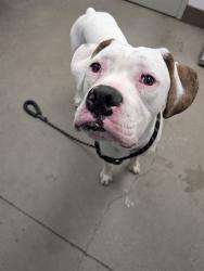 Shelter Stray Male Dog last seen , 4000 N Silverbell Rd, Tucson, AZ 85745, USA
