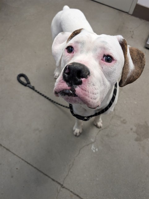 Shelter Stray Male Dog last seen , 4000 N Silverbell Rd, Tucson, AZ 85745, USA