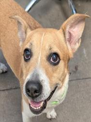 Shelter Stray Female Dog last seen , 4000 N Silverbell Rd, Tucson, AZ 85745, USA