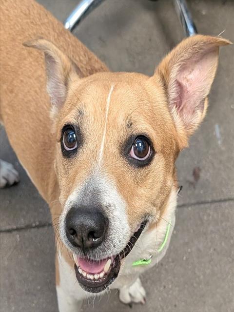 Shelter Stray Female Dog last seen , 4000 N Silverbell Rd, Tucson, AZ 85745, USA