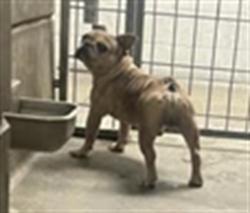 Shelter Stray Male Dog last seen , 11361 W Pico Blvd, Los Angeles, CA 90064, USA