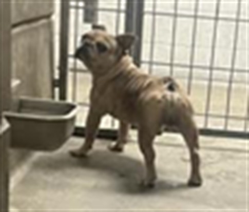 Shelter Stray Male Dog last seen , 11361 W Pico Blvd, Los Angeles, CA 90064, USA
