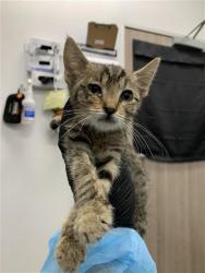 Shelter Stray Male Cat last seen Near BLOCK E BARSTOW AVE, FRESNO CA 93710 6205, 5277 E Airways Blvd, Fresno, CA 93727, USA