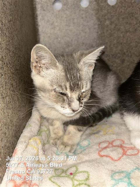 Shelter Stray Female Cat last seen Near BLOCK E KINGS CANYON RD, FRESNO CA 93727, 5277 E Airways Blvd, Fresno, CA 93727, USA