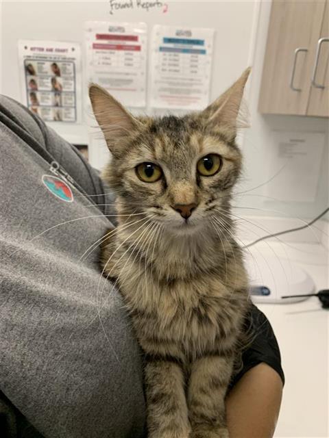 Shelter Stray Female Cat last seen Near BLOCK E EL PASO AVE, FRESNO CA 93720 2837, 5277 E Airways Blvd, Fresno, CA 93727, USA