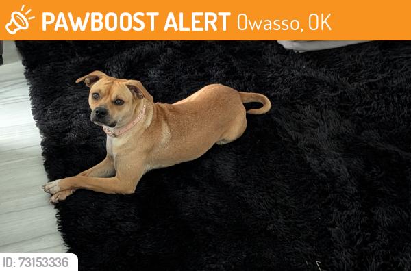 Found/Stray Female Dog last seen Sawgrass Park, Owasso, OK 74055