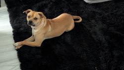 Found/Stray Female Dog last seen Sawgrass Park, Owasso, OK 74055