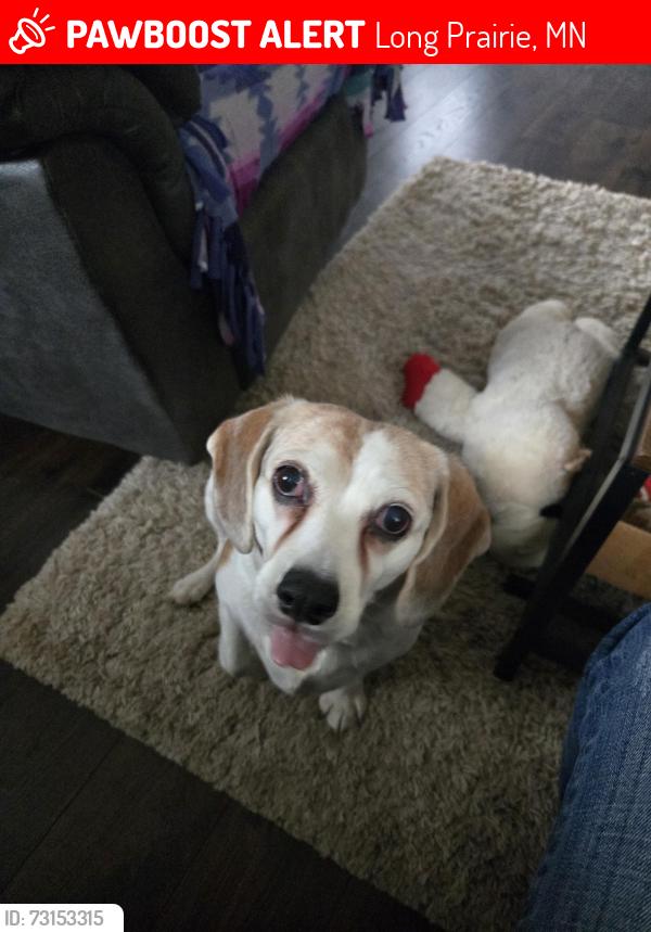 Lost Female Dog last seen Charlottes Tavern Long Prairie Mn, Hwy 71 and County Rd 10, Long Prairie, MN 56347