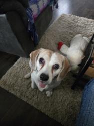 Lost Female Dog last seen Charlottes Tavern Long Prairie Mn, Hwy 71 and County Rd 10, Long Prairie, MN 56347