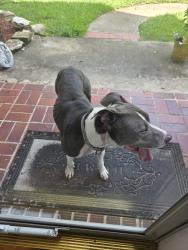 Found/Stray Female Dog last seen Winterhaven Drive, Tomball TX and Louetta Rd, Harris County, TX 77070