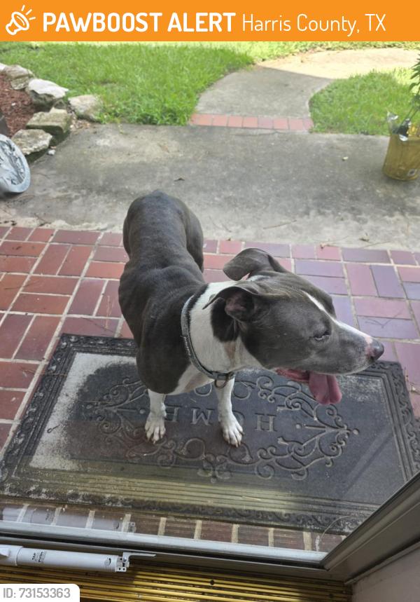 Found/Stray Female Dog last seen Winterhaven Drive, Tomball TX and Louetta Rd, Harris County, TX 77070