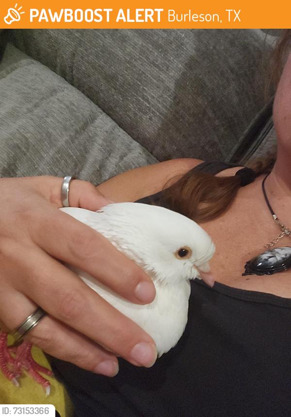 Found/Stray Unknown Bird last seen Stevenson Levy rd & fm 1187, Burleson, TX 76036