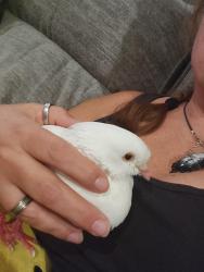 Found/Stray Unknown Bird last seen Stevenson Levy rd & fm 1187, Burleson, TX 76036