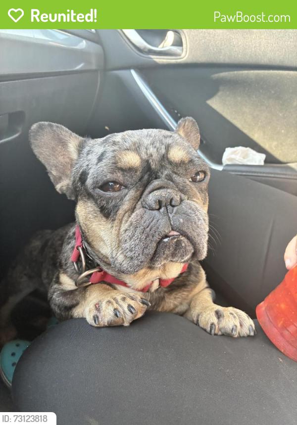 Reunited Male Dog last seen Atlantic boulevard, East Los Angeles, CA 90022