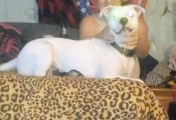 Reunited Male Dog last seen Lewis and apache, Tulsa, OK 74110