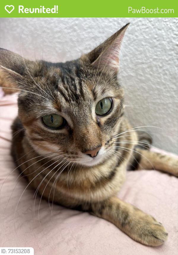 Reunited Female Cat last seen Vista Grande and Pomona Place, Fairfield, CA 94534
