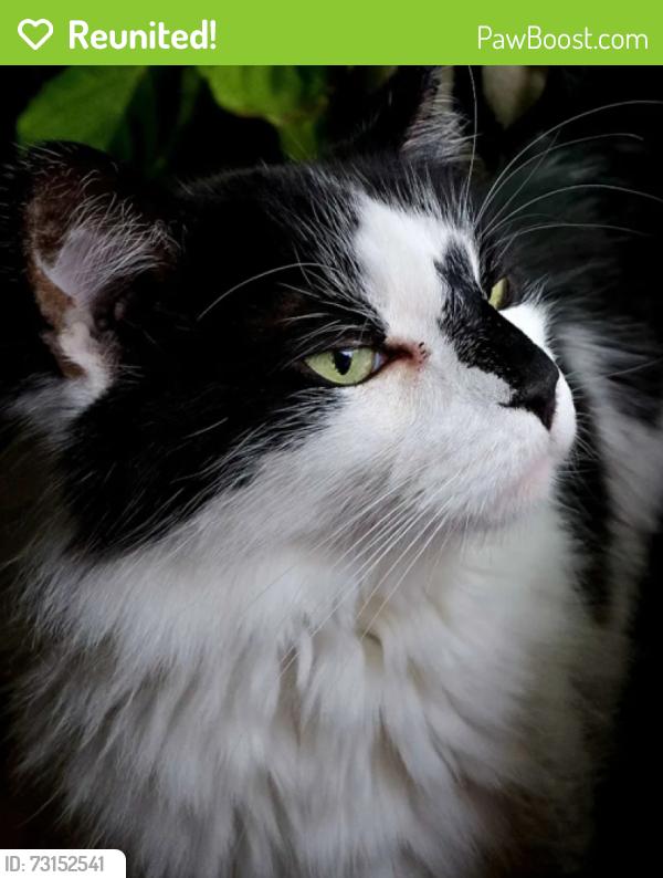 Reunited Male Cat last seen Northridge Drive and Field Drive on the corner, Noblesville, IN 46060
