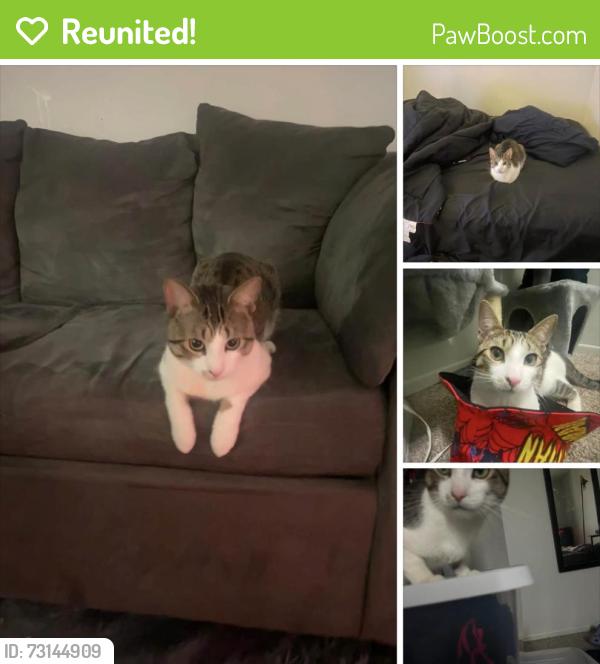 Reunited Male Cat last seen Ward and Chippewa, Detroit, MI 48235