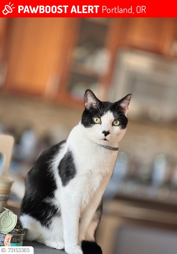 Lost Male Cat last seen Yoncalla ct, Portland, OR 97229
