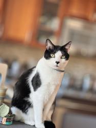 Lost Male Cat last seen Yoncalla ct, Portland, OR 97229