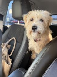 Found/Stray Male Dog last seen Hood Rd & Arden Rd, Sacramento, CA 95825