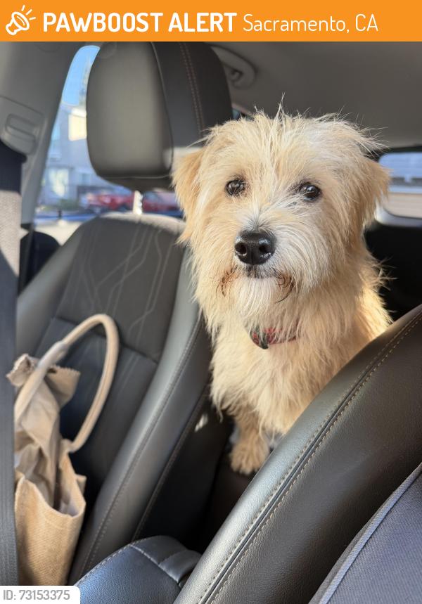 Found/Stray Male Dog last seen Hood Rd & Arden Rd, Sacramento, CA 95825