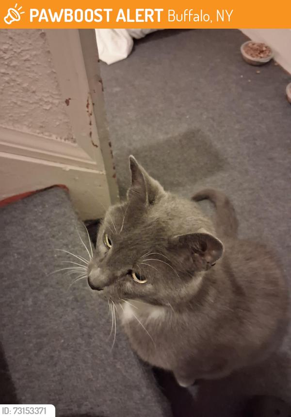 Found/Stray Male Cat last seen Meyer rd between maple ridge & Niagara falls blvd, Buffalo, NY 14226