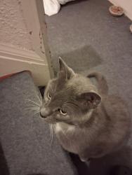 Found/Stray Male Cat last seen Meyer rd between maple ridge & Niagara falls blvd, Buffalo, NY 14226