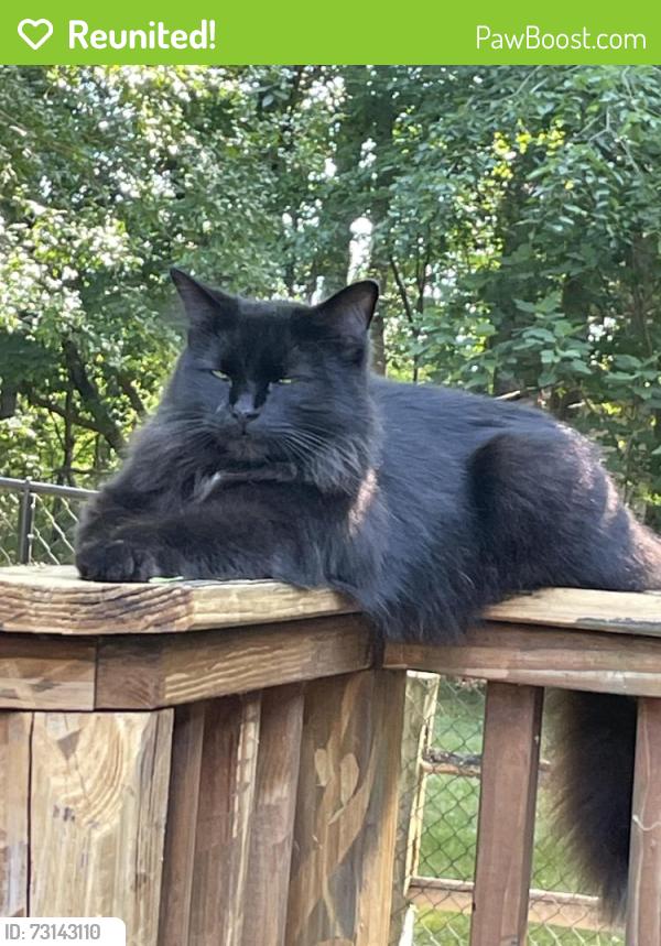 Reunited Female Cat last seen Cottonwood neighborhood, Knightdale, NC 27545