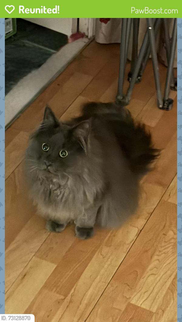 Reunited Male Cat last seen Blackthorn Gardens, Mead Vale, England BS22 6SA
