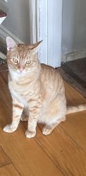 Reunited Male Cat last seen Brea Blvd and Rolling Hills Drive, Fullerton, CA 92835