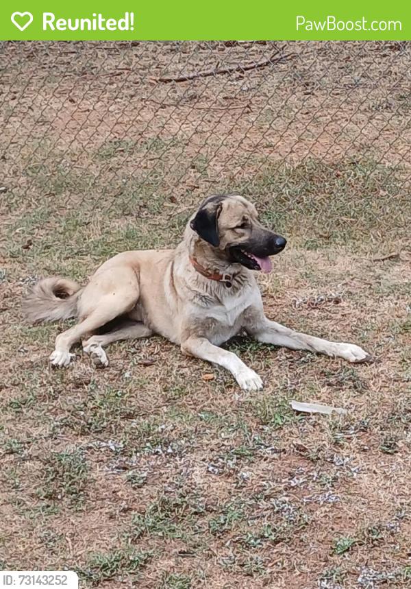 Reunited Male Dog last seen Aiken Road, Iva, SC 29655
