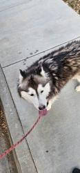 Reunited Unknown Dog last seen Gypsum st and lazurite st, Menifee, CA 92584