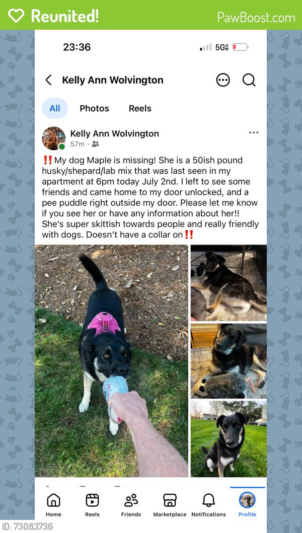 Reunited Female Dog last seen Clemmons road, Clemmons, NC 27012