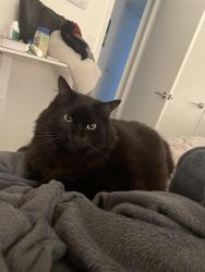 Lost Male Cat last seen Old Brooke Community in Heron Bay, Parkland, FL 33076
