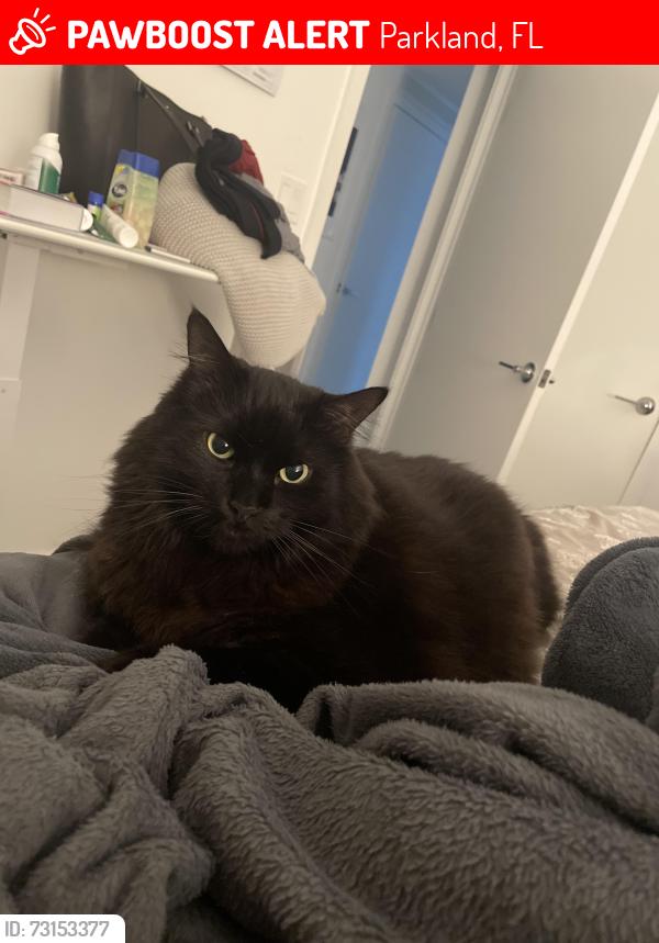 Lost Male Cat last seen Old Brooke Community in Heron Bay, Parkland, FL 33076