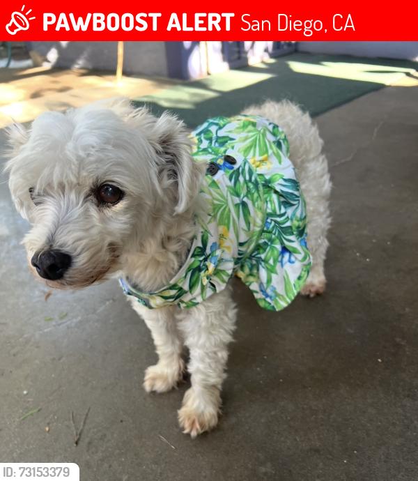 Lost Female Dog last seen Market, San Diego, CA 92102