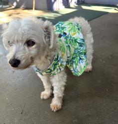 Lost Female Dog last seen Market, San Diego, CA 92102