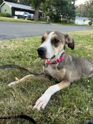 Found/Stray Female Dog last seen Independence Lane and Anniversary Lane, Madison, WI 53704