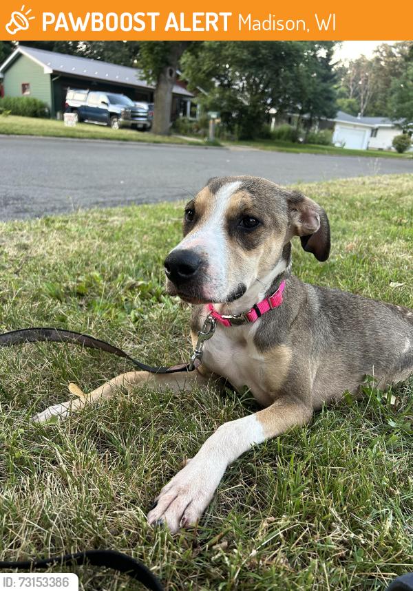 Found/Stray Female Dog last seen Independence Lane and Anniversary Lane, Madison, WI 53704